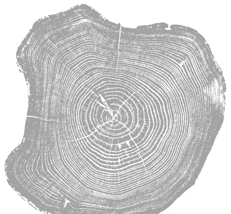 Tree ring texture